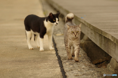 ねこ　その７７９