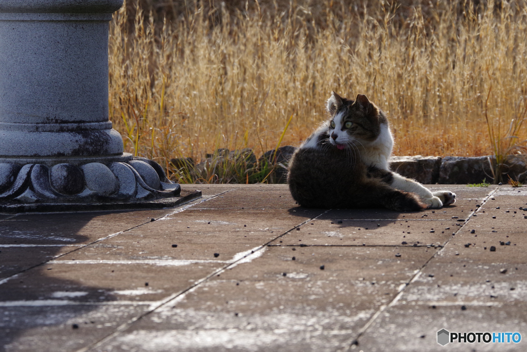 ねこ　その５５７