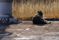 ねこ　その５５７