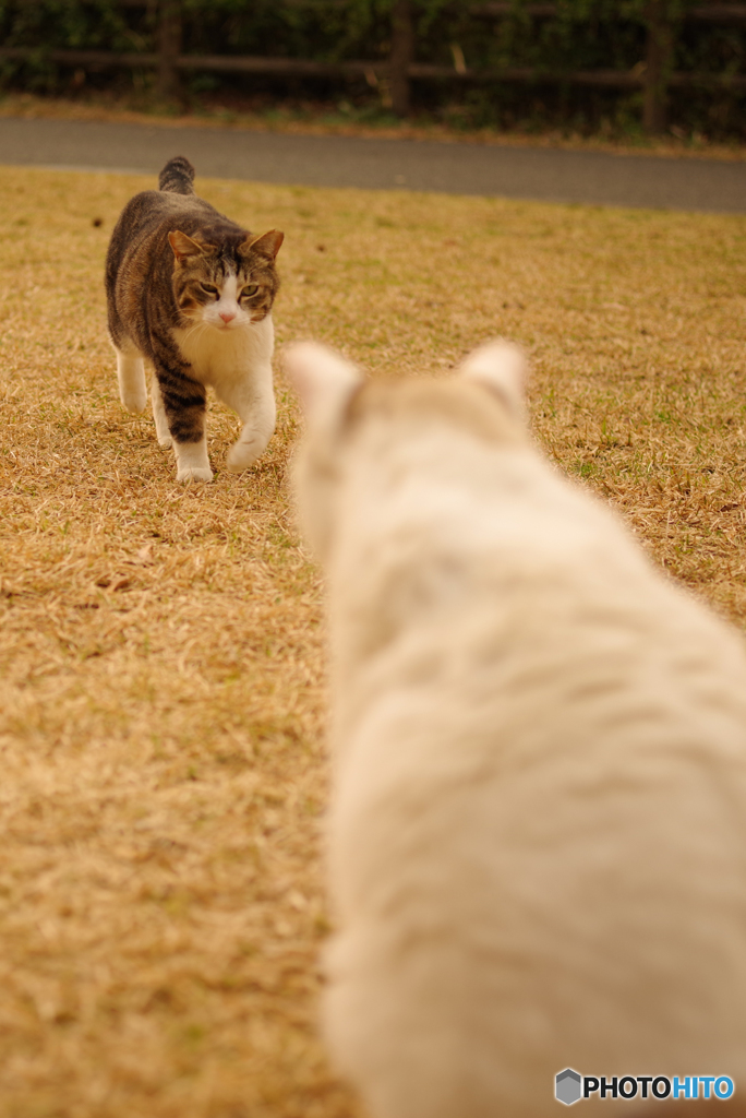 ねこ　その５５３