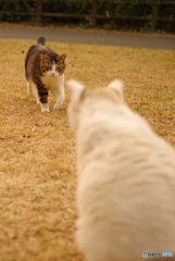 ねこ　その５５３