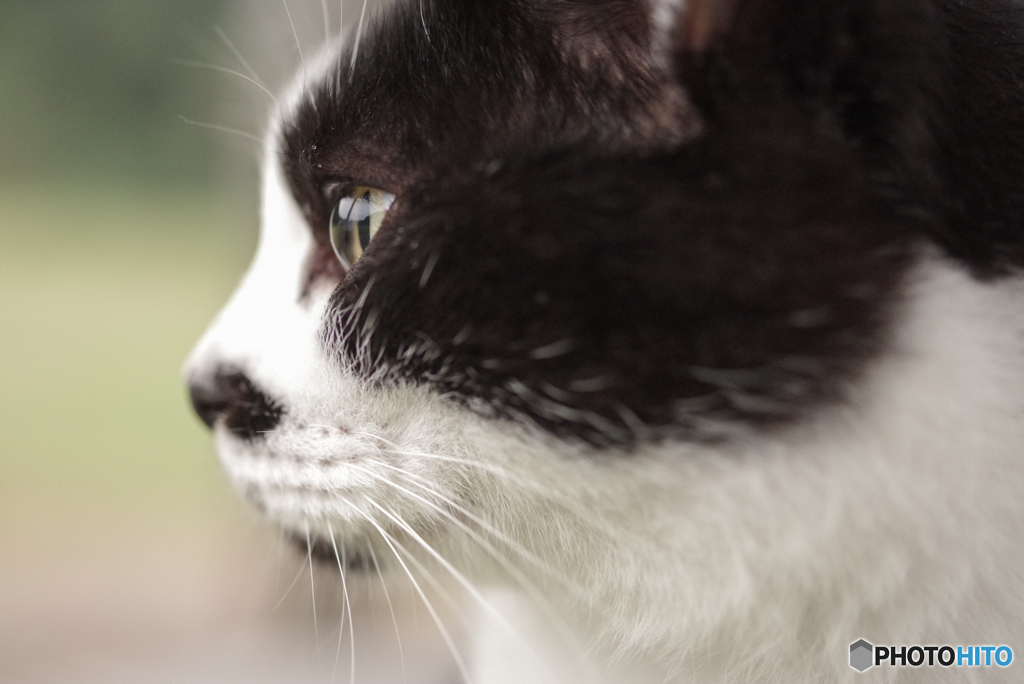 ねこ　その３２１