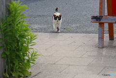 ねこ　その６７９