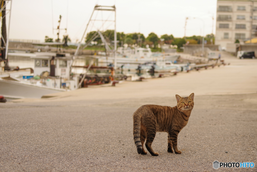 ねこ　その８８１