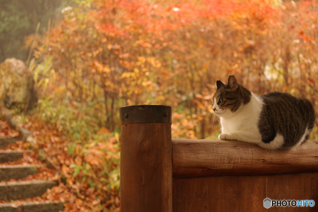 ねこ　その４１７