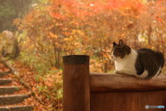 ねこ　その４１７