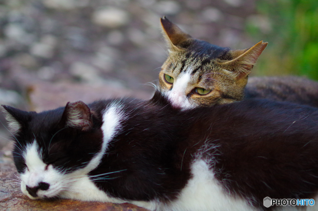 ねこ　その１２６
