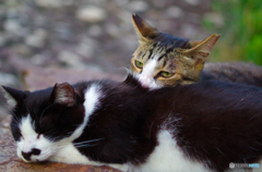 ねこ　その１２６