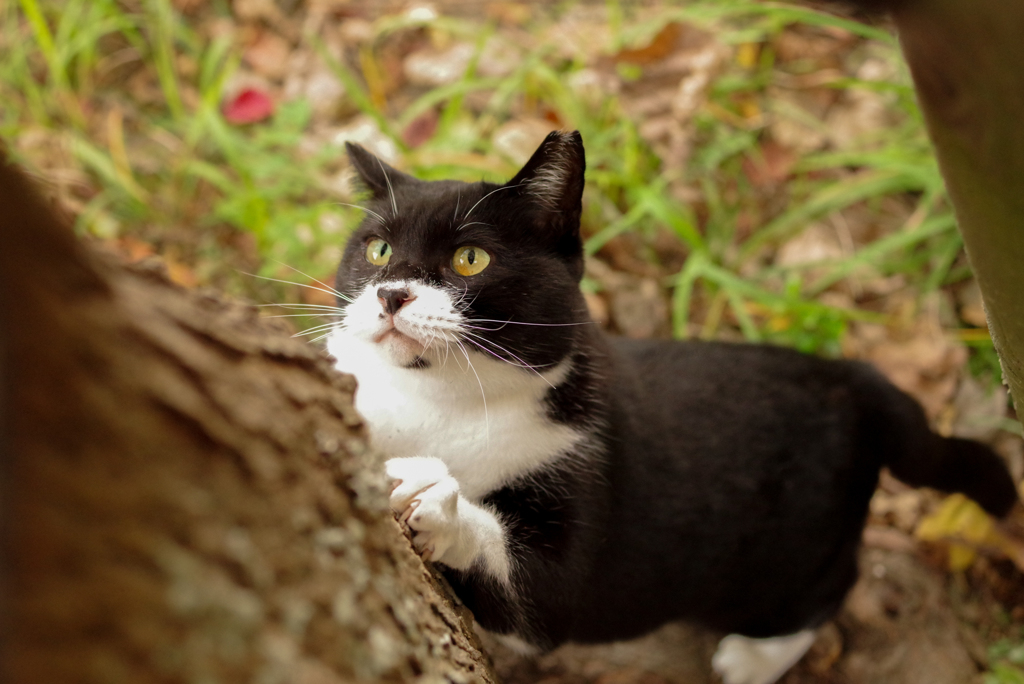 ねこ　その３４１