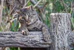 ねこ　その５４９