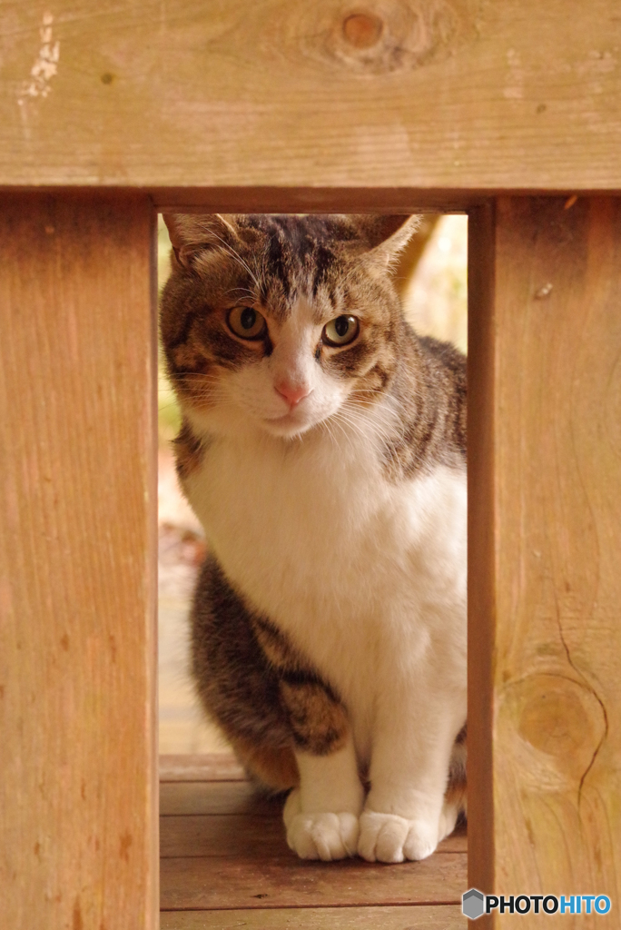 ねこ　その５６４