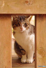 ねこ　その５６４