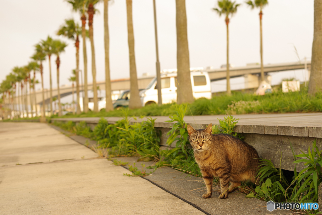 ねこ　その７２６