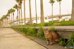 ねこ　その７２６