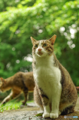 ねこ　その１１７