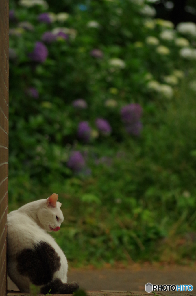 ねこ　その１００