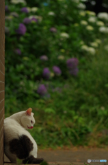 ねこ　その１００