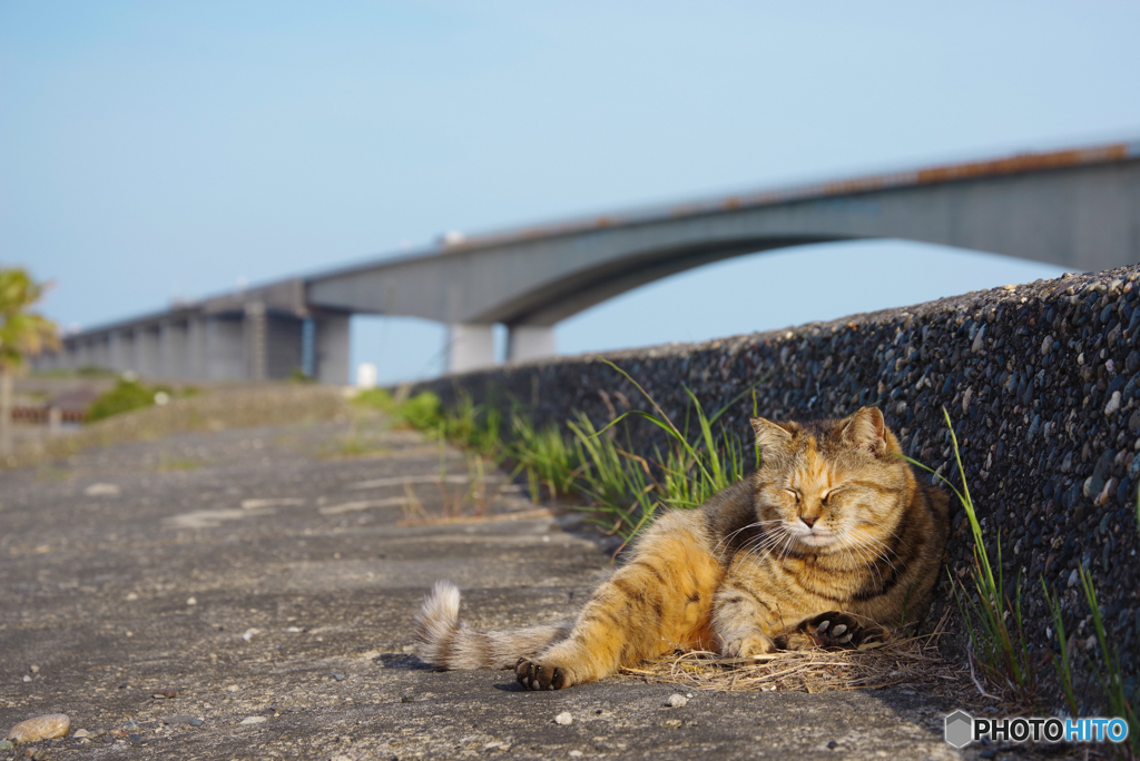 ねこ　その６０２