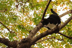 ねこ　その３３９