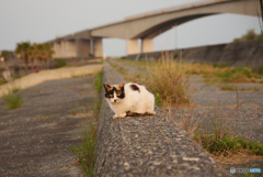 ねこ　その６２７