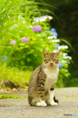 ねこ　その１２５