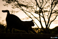 ねこ　その２０６