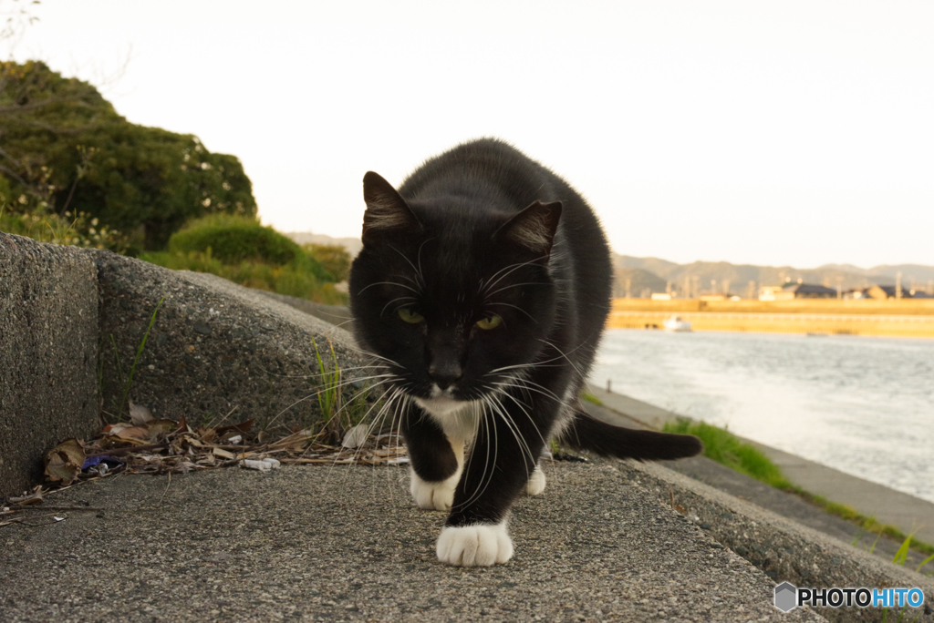 ねこ　その１０３２