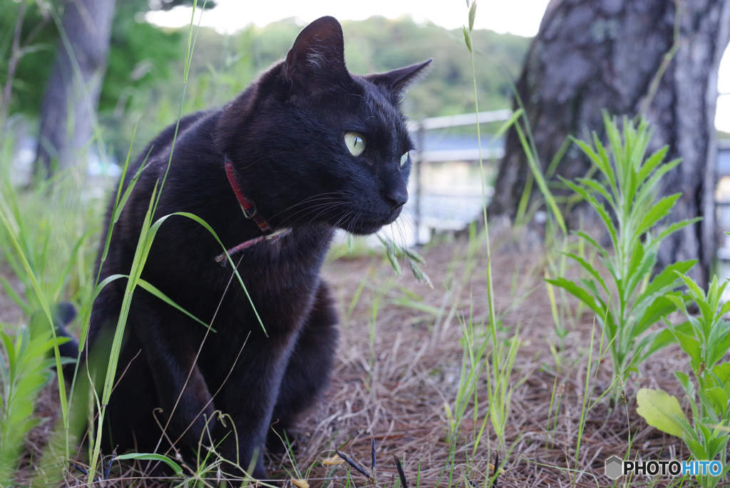 ねこ　その６６２