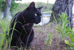 ねこ　その６６２