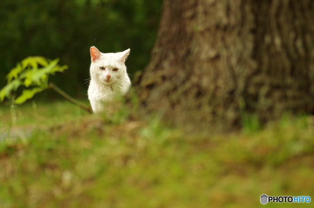 ねこ　その６０