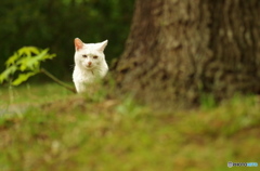 ねこ　その６０