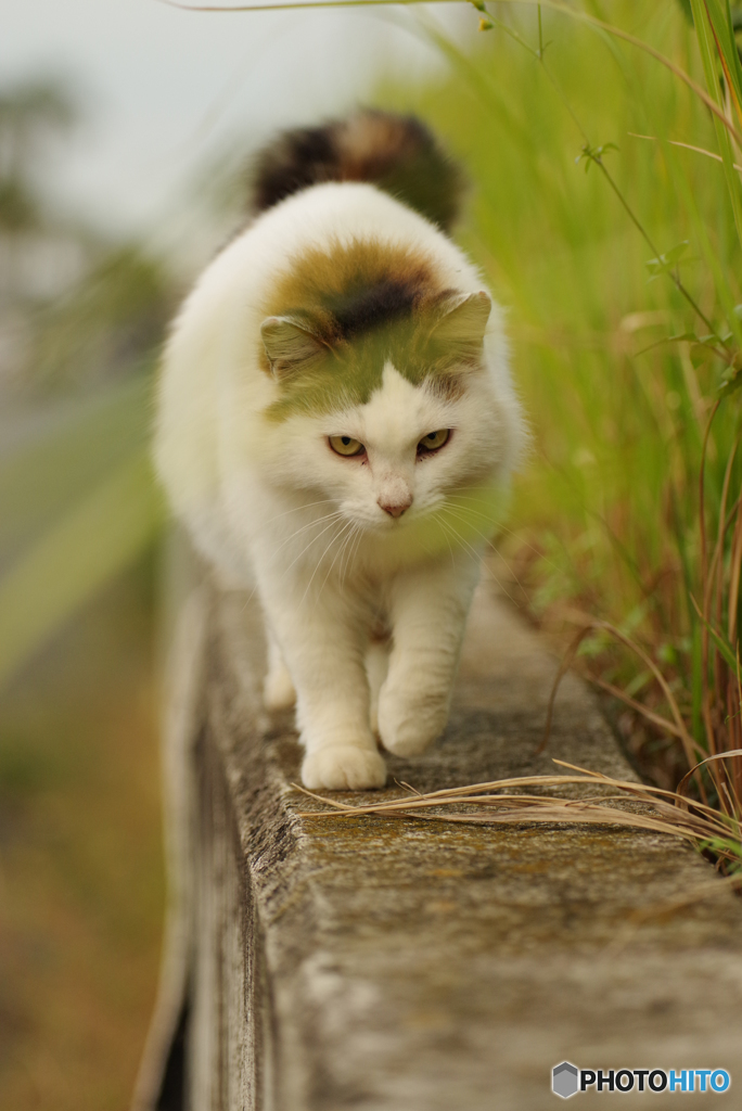 ねこ　その９０９