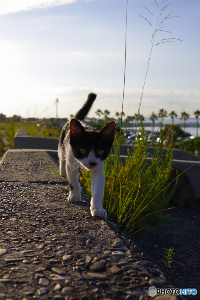 ねこ　その８００