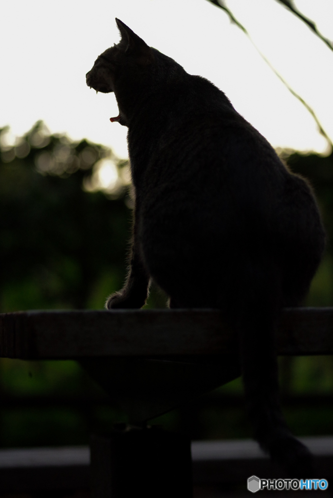 ねこ　その２０７