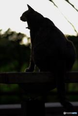 ねこ　その２０７
