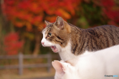 ねこ　その３８４