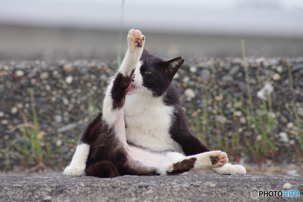 ねこ　その６４０