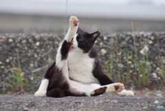 ねこ　その６４０