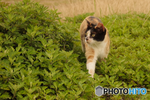 ねこ　その７０２