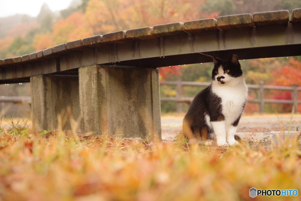 ねこ　その４０１
