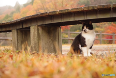 ねこ　その４０１