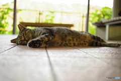 ねこ　その１９９
