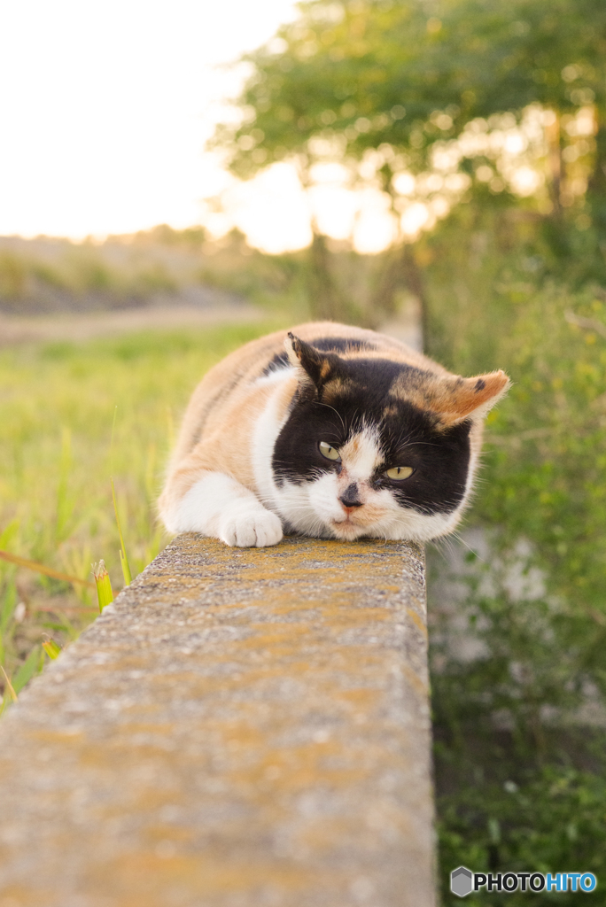 ねこ　その９７１