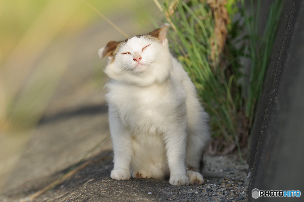 ねこ　その７８５