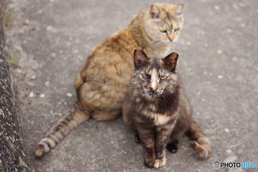 ねこ　その６３４