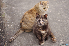 ねこ　その６３４