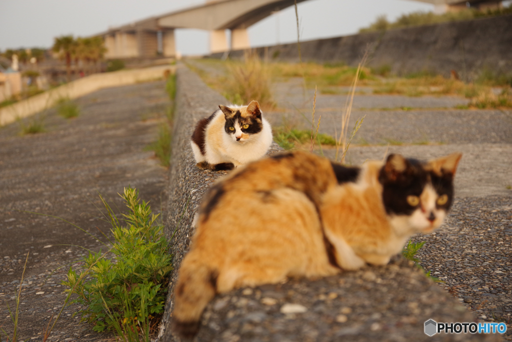 ねこ　その６１８