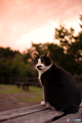 ねこ　その２７８
