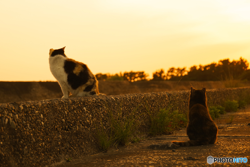 ねこ　その６２５