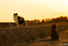 ねこ　その６２５